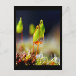 Postal gouttes d'eau"