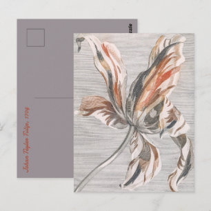 Postal Grabado Antiguo de Flor de Tulipán Elegante con Ra