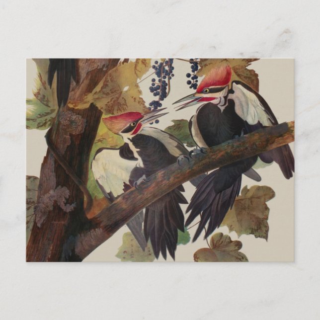 Postal Grabado de ave Carpintero Pileado de John James Au (Anverso)