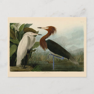 Postal Grabado de Garza Morada de Audubon: Arte de Aves