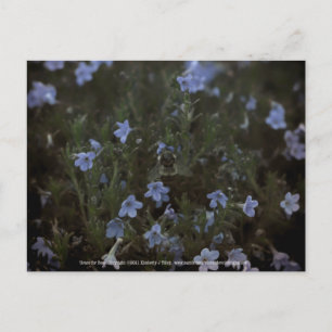 Postal Grace for Bees