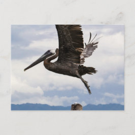 Postal Graceful Brown Pelican