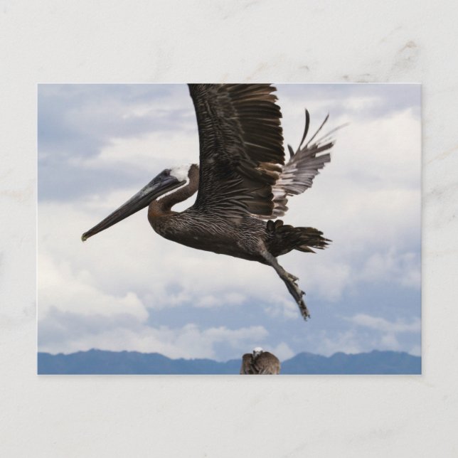 Postal Graceful Brown Pelican (Anverso)