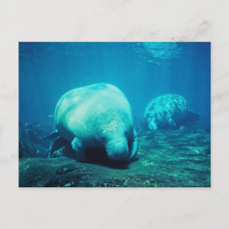Postal Graceful Florida Manatees Post Card