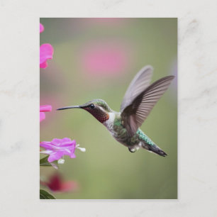 Postal Graceful Hummingbird - Fotografía de la Naturaleza