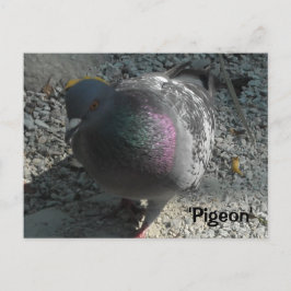 Postal Graceful Pigeon
