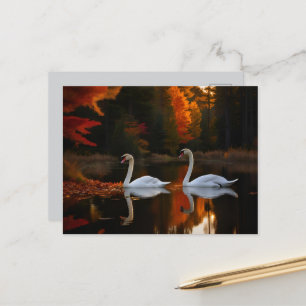 Postal Graceful White Swans Gliling a lo largo del estanq