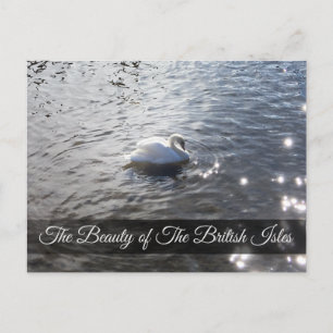 Postal Gracefull Swan at Lake District Post Card Card