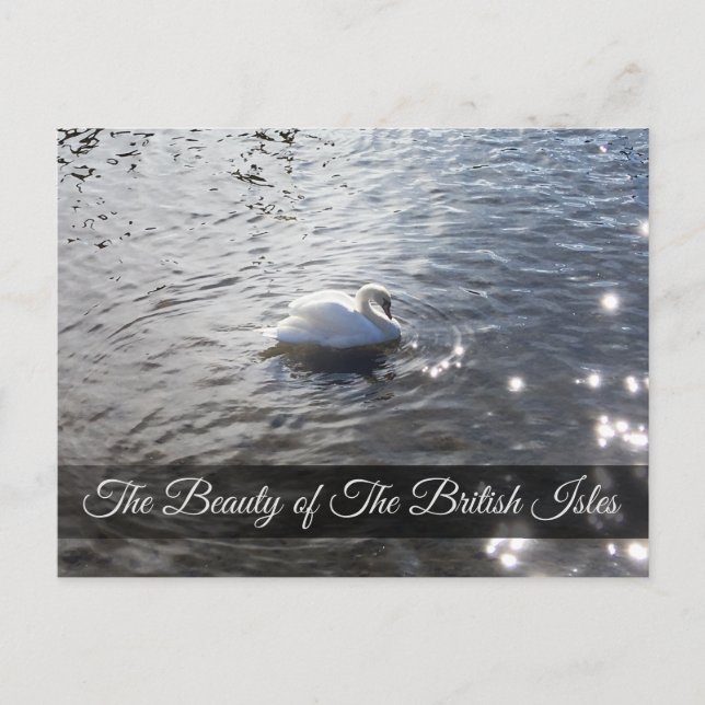 Postal Gracefull Swan at Lake District Post Card Card (Anverso)