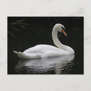 Postal Graceus White Swan Postcard