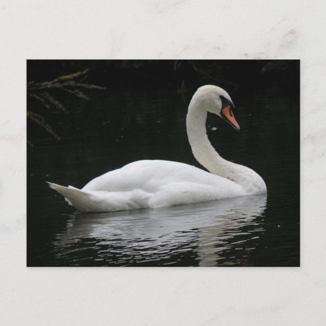 Postal Graceus White Swan Postcard (Anverso)