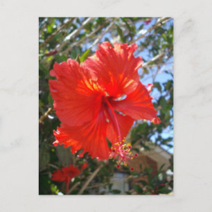 Postal "Gracia Carmesí: Flor de Hibisco Roja Floreciendo