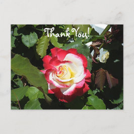 Postal Gracias a alguien con un Rosa de la isla Balboa co