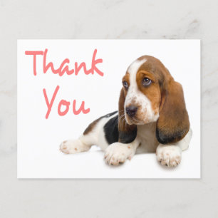 Postal Gracias, Basset Hound Greet Post Card