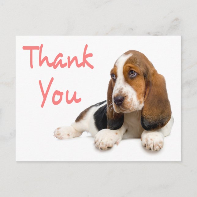 Postal Gracias, Basset Hound Greet Post Card (Anverso)