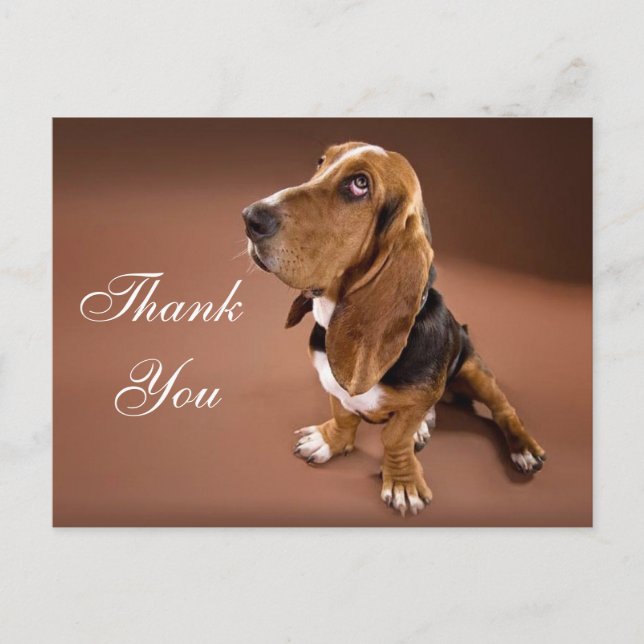 Postal Gracias, Basset Hound Greet Post Card (Anverso)