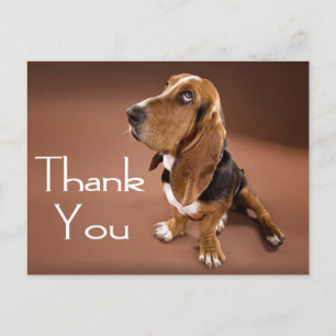 Postal Gracias, Basset Hound Greet Post Card