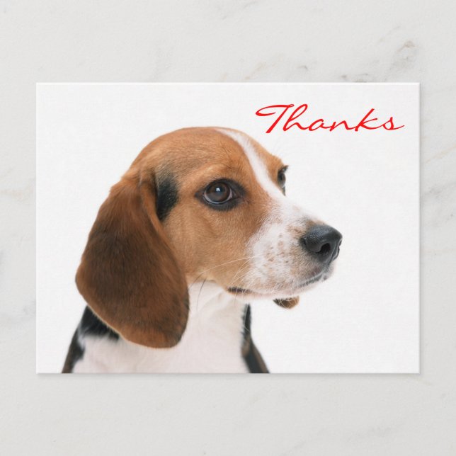 Postal Gracias Beagle Puppy Perro Saludo Postcard (Anverso)