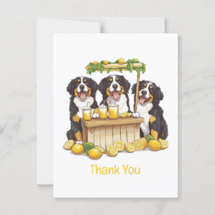 Postal Gracias Bernese Mountain Dogs Puesto de Limonada