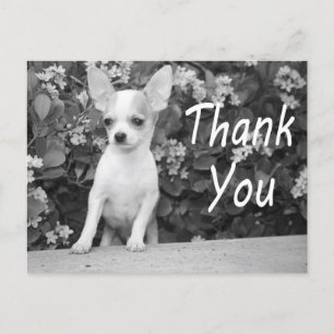 Postal Gracias Chihuahua Papicolau Perro Postcard