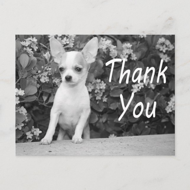 Postal Gracias Chihuahua Papicolau Perro Postcard (Anverso)