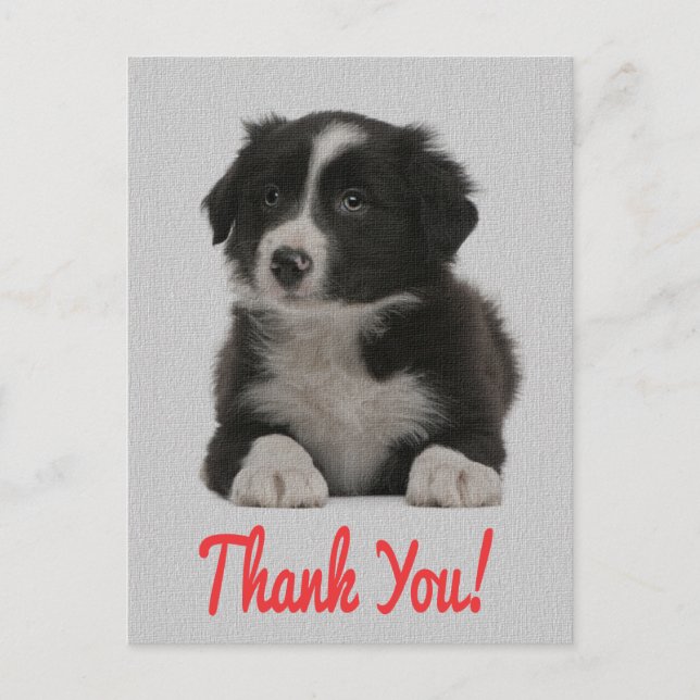 Postal Gracias Collie Fronterizo Puppy Dog Post Card (Anverso)