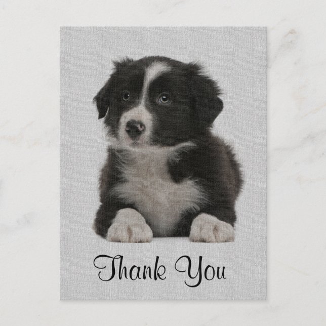 Postal Gracias Collie Fronterizo Puppy Dog Post Card (Anverso)