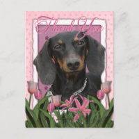 Gracias - Dachshund - Winston
