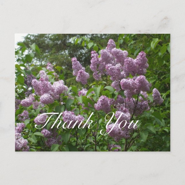 Postal Gracias, encantador Lilac Bush (Anverso)