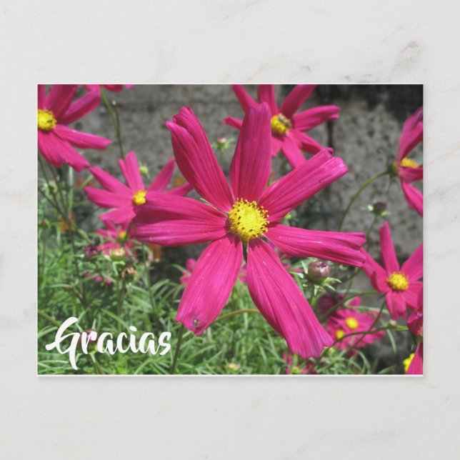 Postal Gracias flor púrpura española (Anverso)