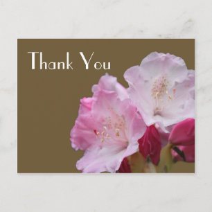 Postal Gracias, flores de azalea rosada，杜鹃花