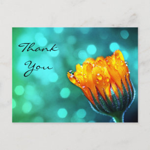 Postal Gracias, Golden Marigold en Bokeh Verde azulado