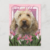 Gracias - Goldendoodle