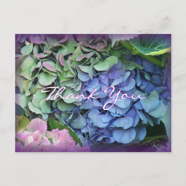 Postal Gracias Hydrangea 4577- personalizar en cualquier  (Anverso)