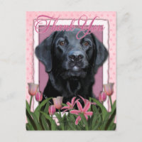 Gracias - Labrador - Negro - Equipamiento