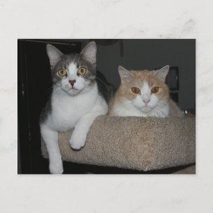 Postal Gracias por mentorarme