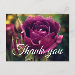 Postal Gracias Rosa de Iceberg de Borgoña #1 Postcard