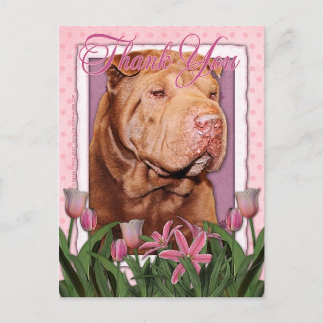 Postal Gracias - Shar Pei - Lucky (Anverso)