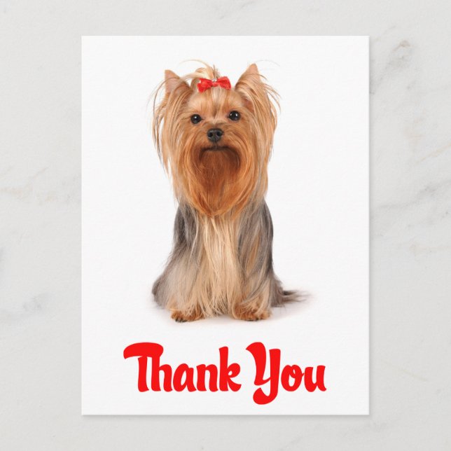 Postal Gracias, Yorkshire Terrier Puppy Docard (Anverso)