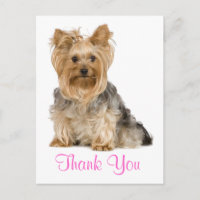 Gracias, Yorkshire Terrier Puppy Docard
