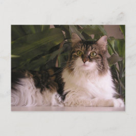 Postal Gracie