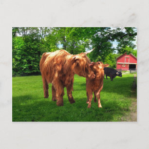 Postal "Gracie & Her Calf"