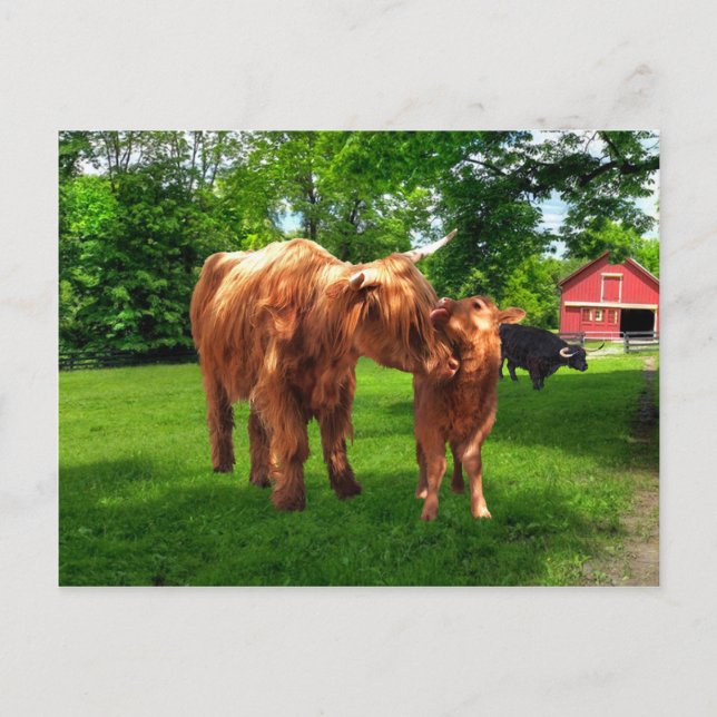 Postal "Gracie & Her Calf" (Anverso)
