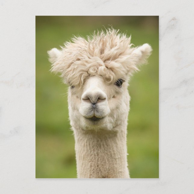 Postal Graciosa Alpaca (Anverso)