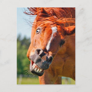 Postal Graciosa fotografía de risa en caballos