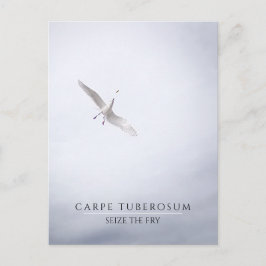 Postal Graciosa gaviota motivadora Carpe Diem Fries Franc