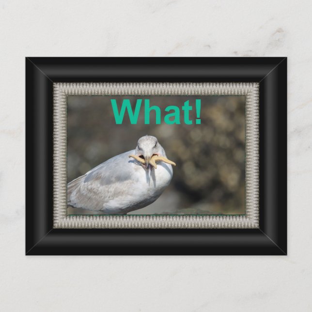 Postal Graciosa gaviota tratando de comer una pez estrell (Anverso)