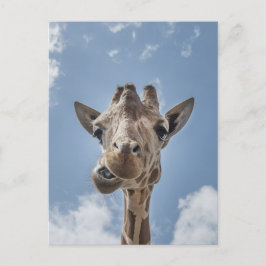 Postal Graciosa Giraffe Face Close Photography