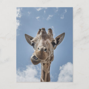 Postal Graciosa Giraffe Face Close Photography