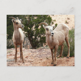 Postal Graciosa oveja bighorn en el Parque Nacional de Zi